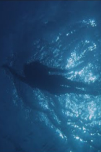 Jaws